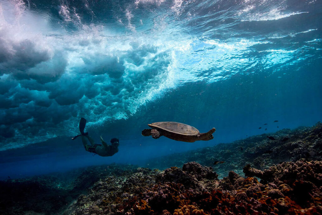 Breathtaking Underwater Photography By Matt Porteous