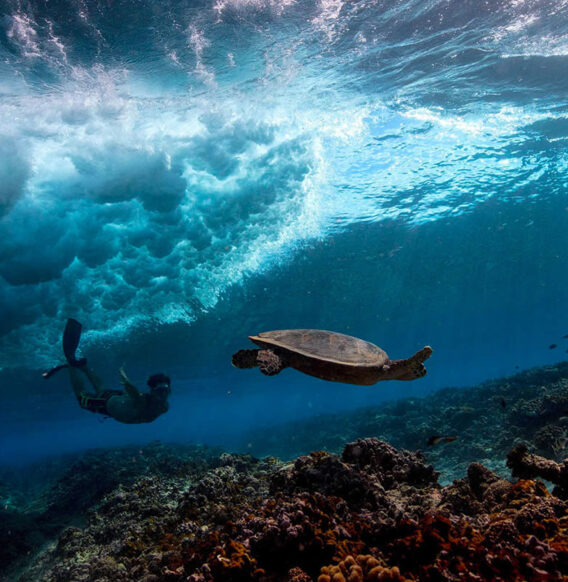 Photographer Matt Porteous Captures Breathtaking Underwater Photography Of The Maldives