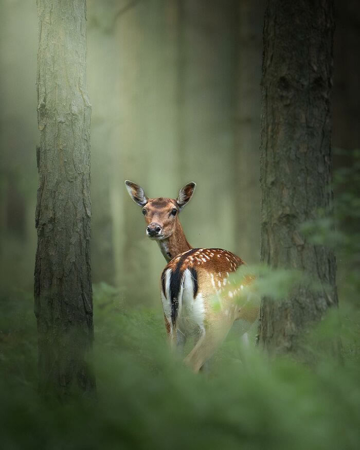 Amazing Photos Of Animals In Their Natural Habitat By Alex Ugalek