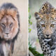 South Africa Stunning Wildlife Photography By Karolina Noree