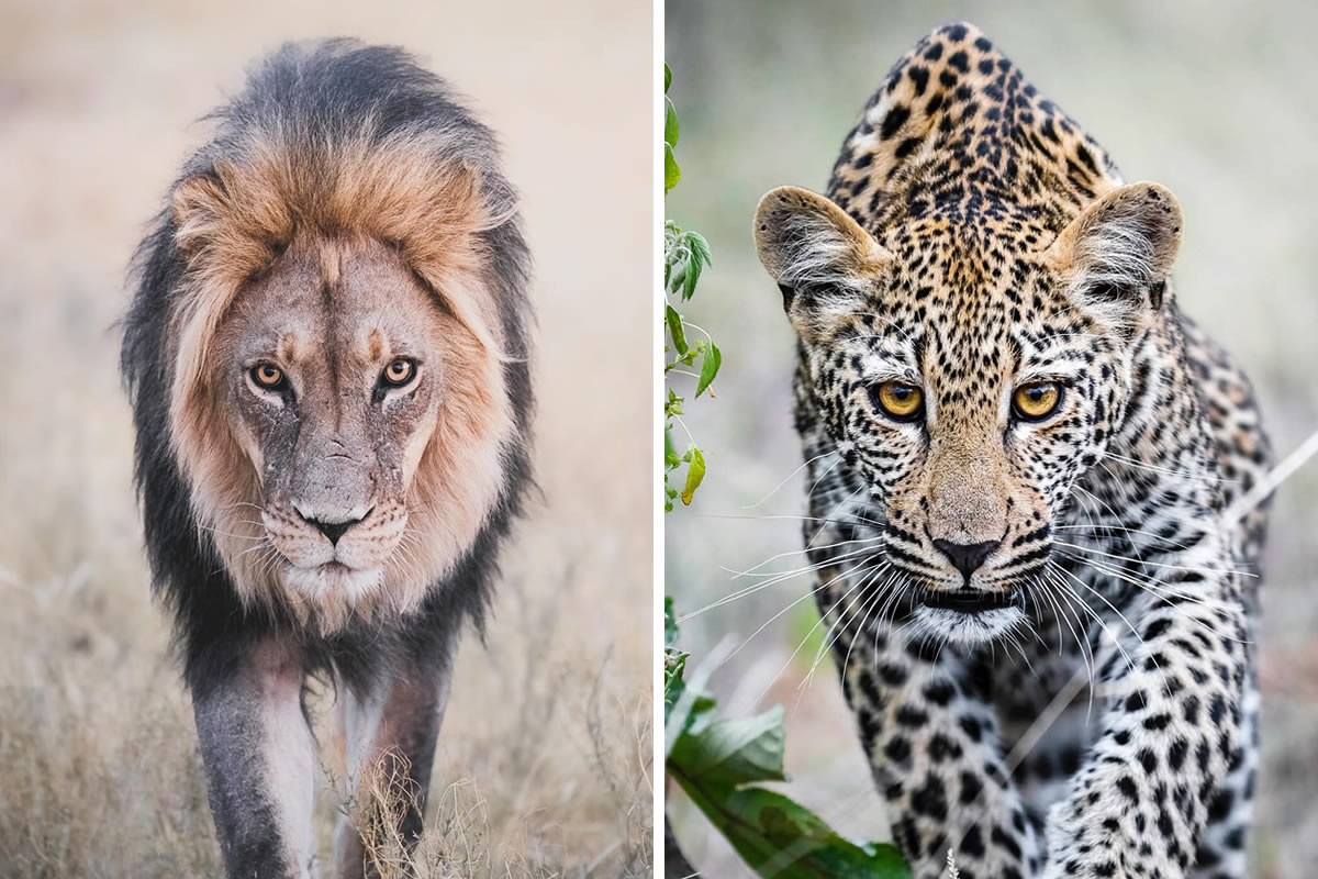 South Africa Stunning Wildlife Photography By Karolina Noree