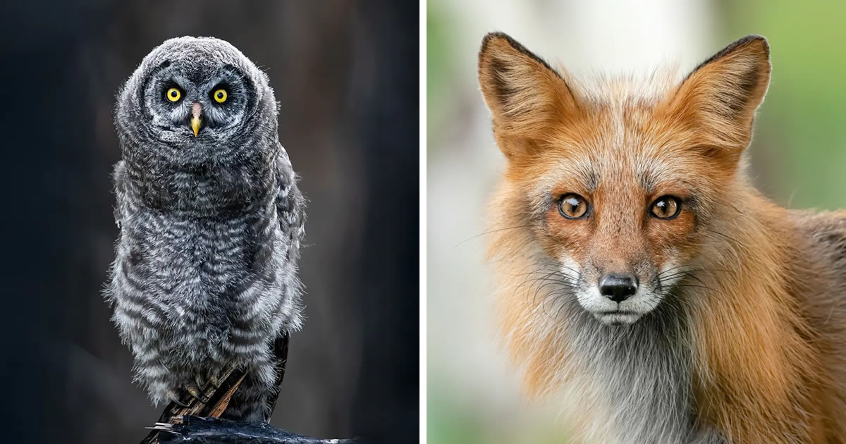 Award-Winning Photographer Shane Kalyn Captures Enchanting Wildlife Photos In Canadian Forests