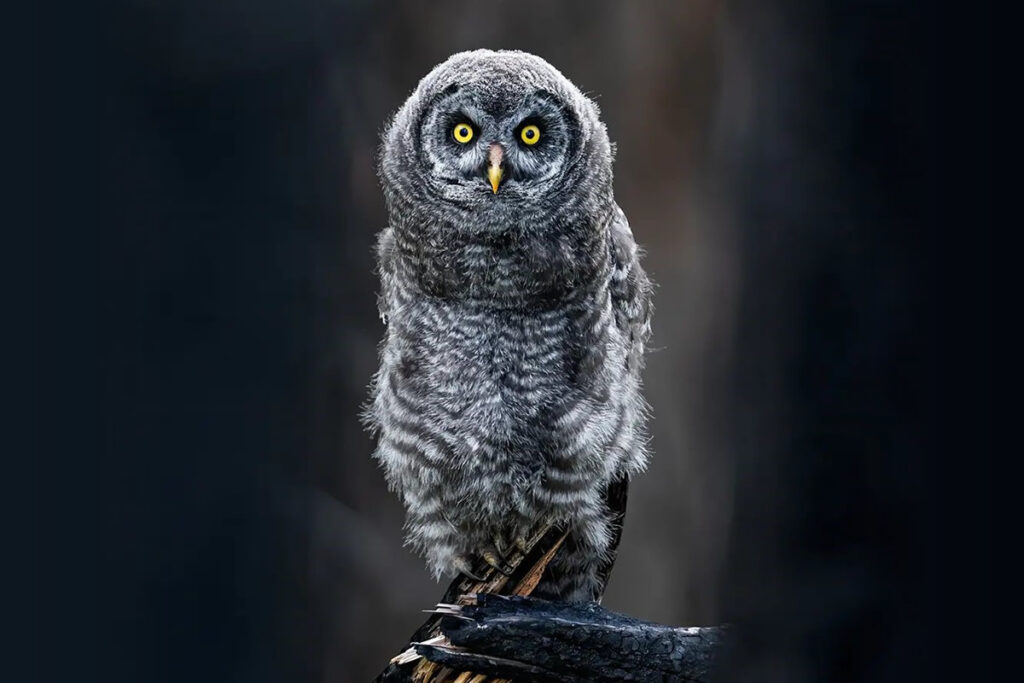 Wildlife Photography By Shane Kalyn