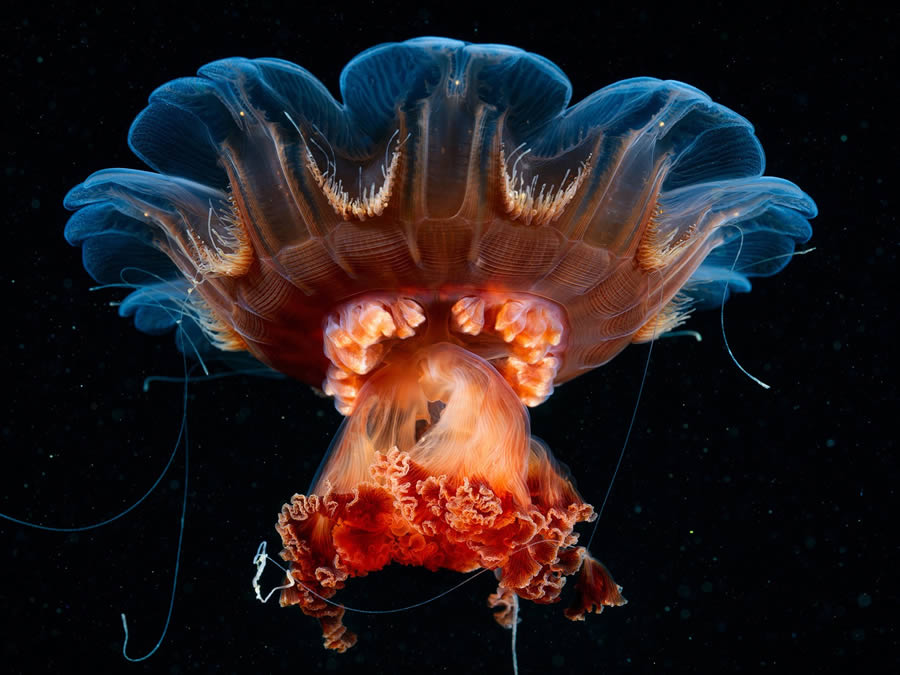 1839 Nature Color Photography Awards