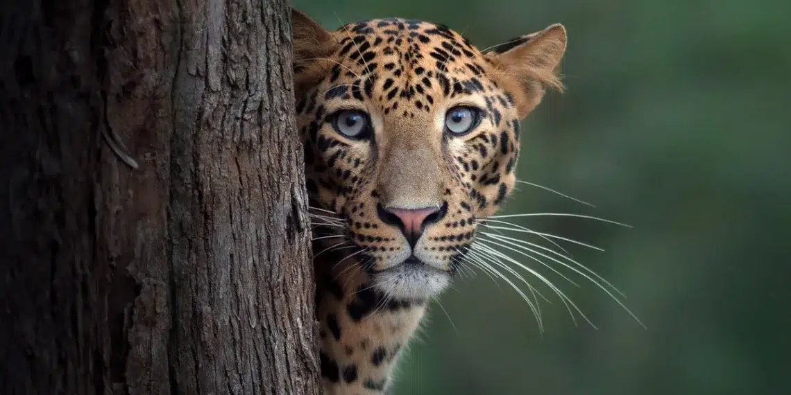 A leopard peering around a tree trunk, staring directly at the camera