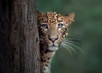 A leopard peering around a tree trunk, staring directly at the camera