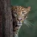 A leopard peering around a tree trunk, staring directly at the camera