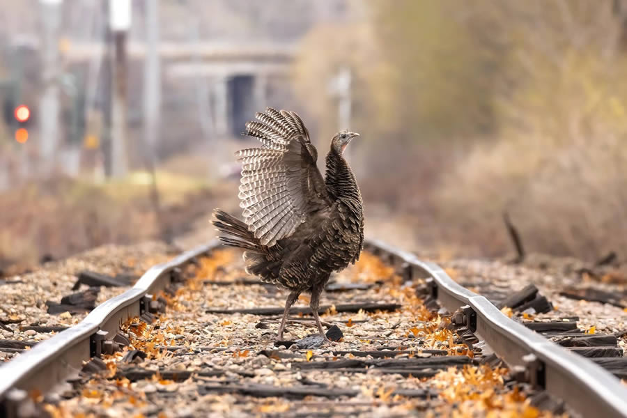 Audubon Bird Photography Awards Winners