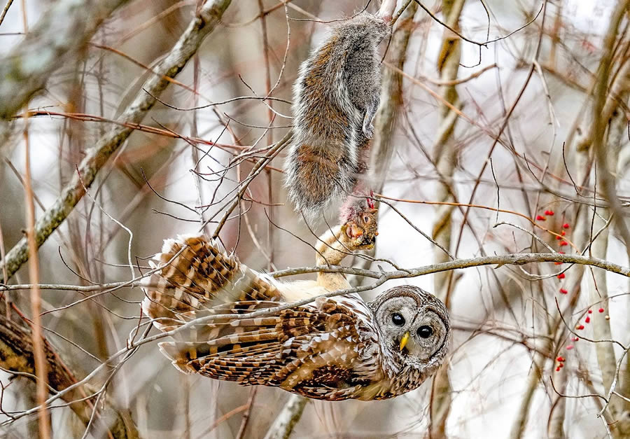 12 AwardWinning Photos From The 2024 Audubon Bird Photography Awards