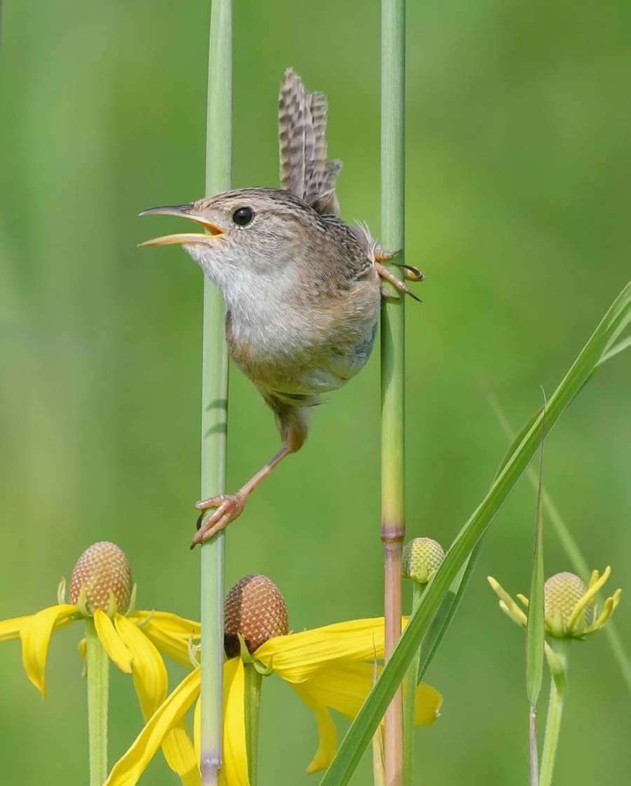 Audubon Bird Photography Awards Winners