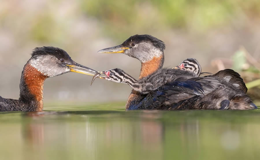 Audubon Bird Photography Awards Winners