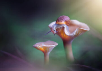 Magnificent Macro Photos In Autumn By Maria Luisa Milla Moreno