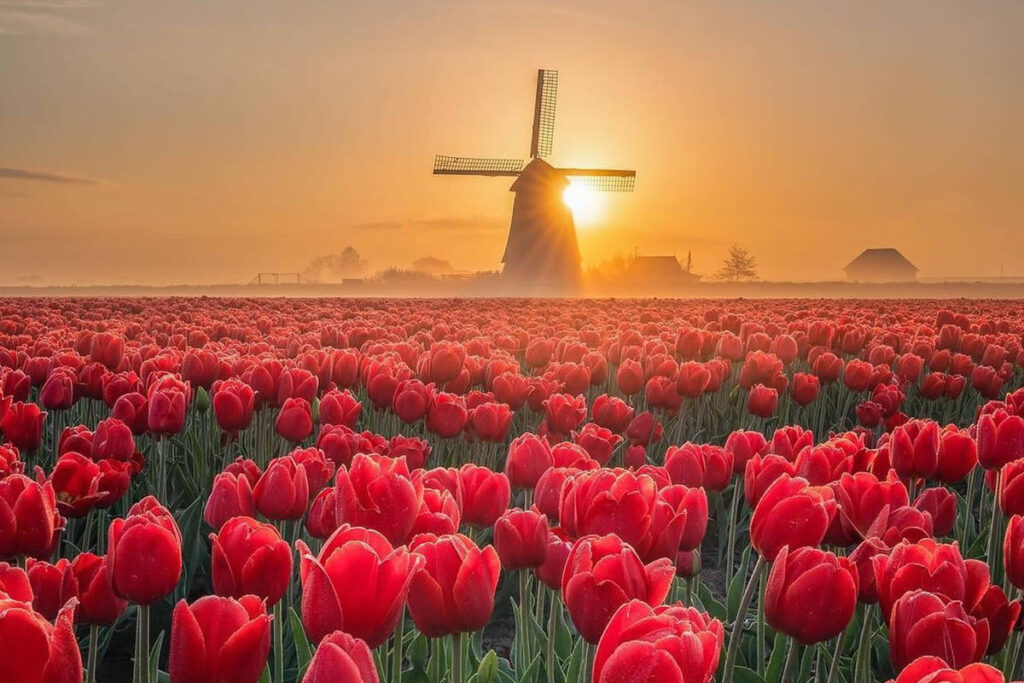 Beautiful And Colorful Netherlands Photos
