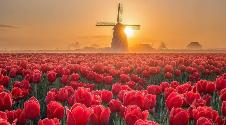 Beautiful And Colorful Netherlands Photos