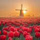 Beautiful And Colorful Netherlands Photos