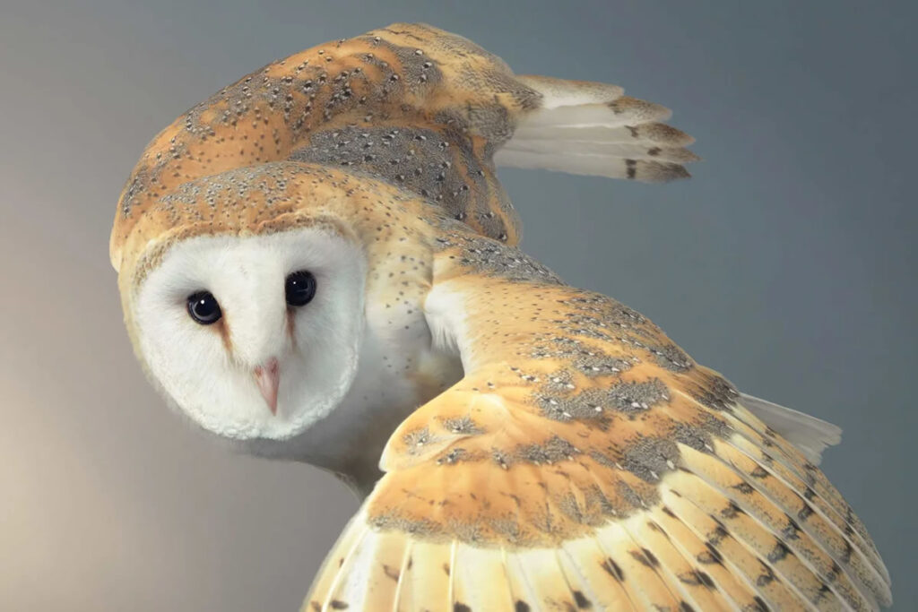 Rare Bird Photography By Tim Flach