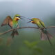 Bird Photography By Dipankar Bakshi