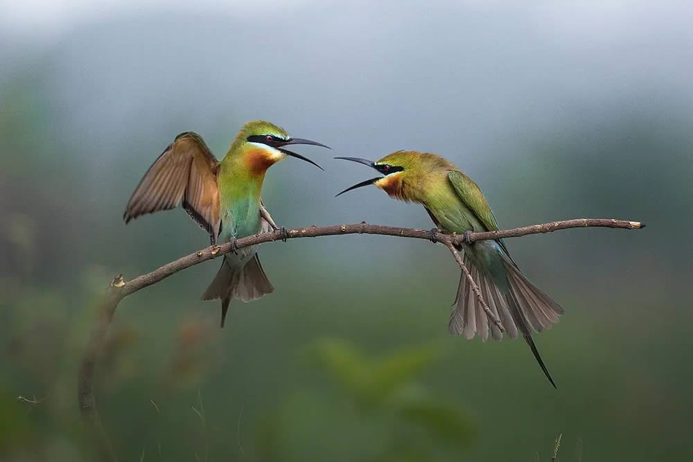 Bird Photography By Dipankar Bakshi