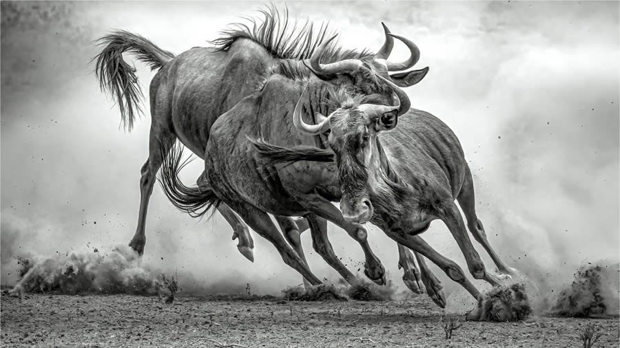 Black And White-Winning Photos From The 35 Photography Awards