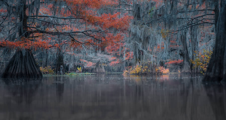 Caddo Lake Cypress Swamp Forests Of Texas By Sarfraz Durrani
