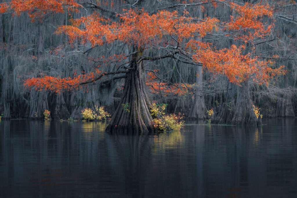 Caddo Lake Cypress Swamp Forests Of Texas By Sarfraz Durrani