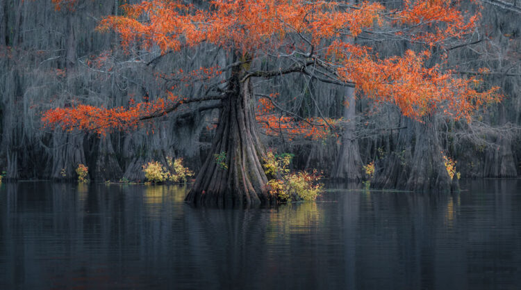 Caddo Lake Cypress Swamp Forests Of Texas By Sarfraz Durrani