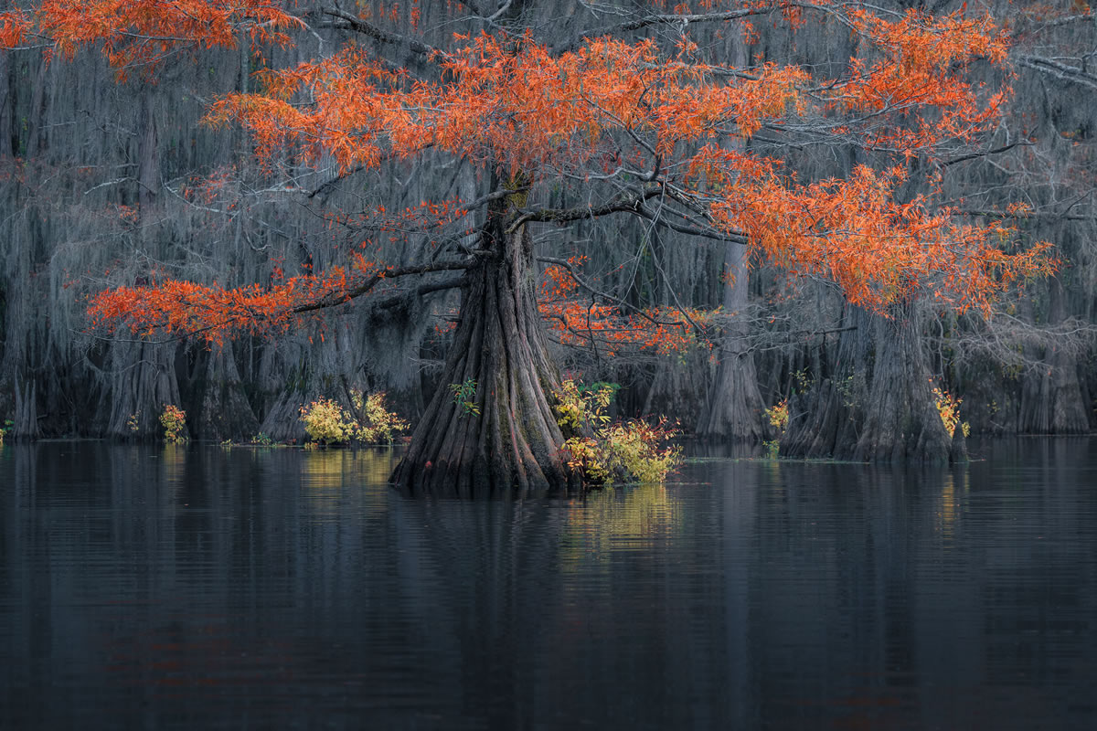 Photographer Sarfraz Durrani Captures Stunning Photos Of The Cypress Swamp Forests Of Texas