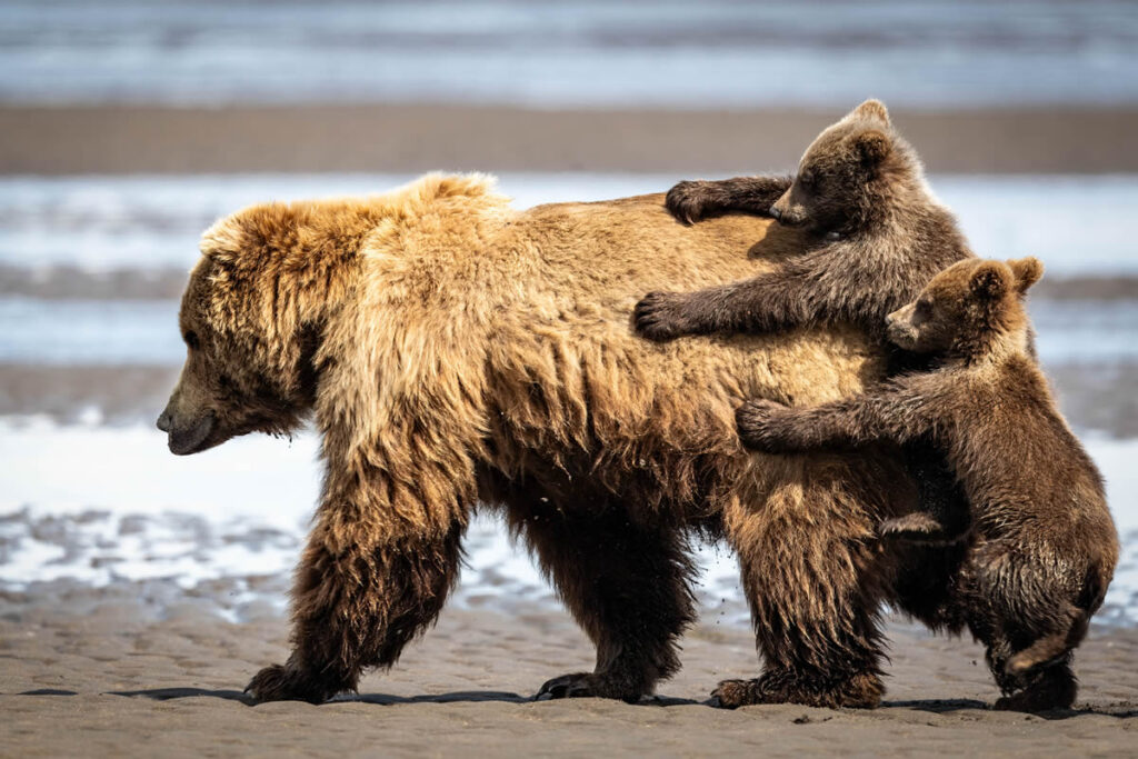 Best Photos From Comedy Wildlife Photography Awards 2024