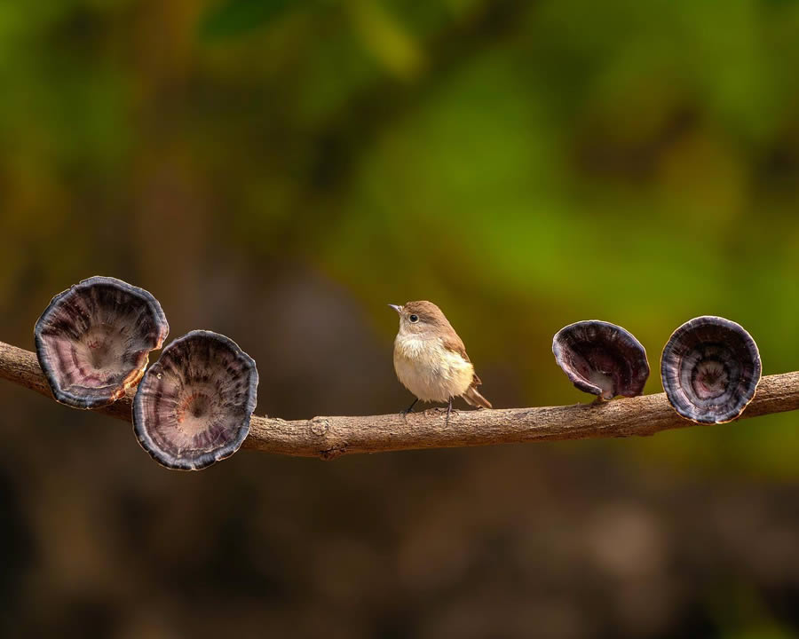 Indian Bird Photography By Ayush Singh