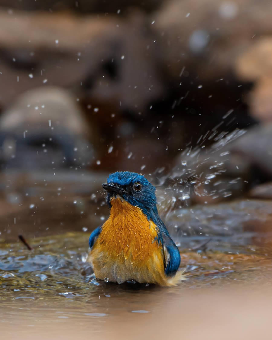 Indian Bird Photography By Ayush Singh