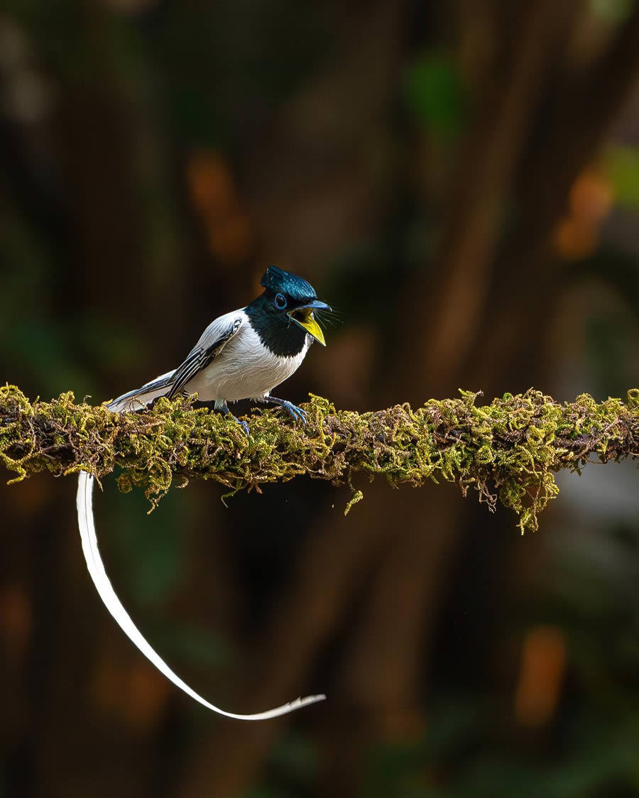 Indian Bird Photography By Ayush Singh