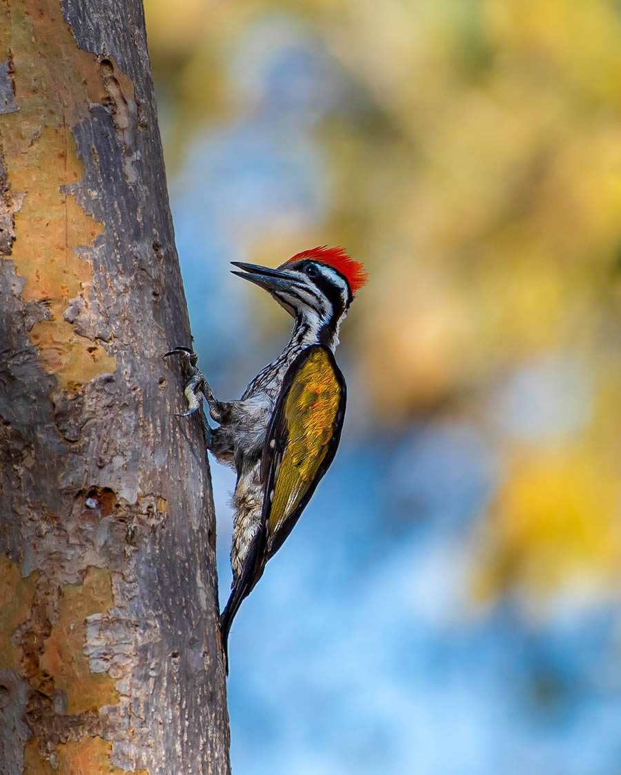 Indian Bird Photography By Ayush Singh