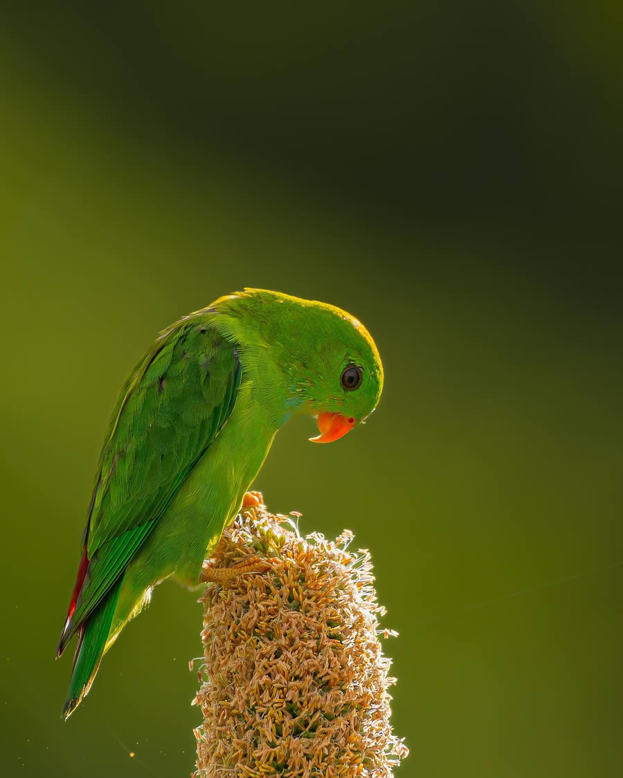 Indian Bird Photography By Ayush Singh