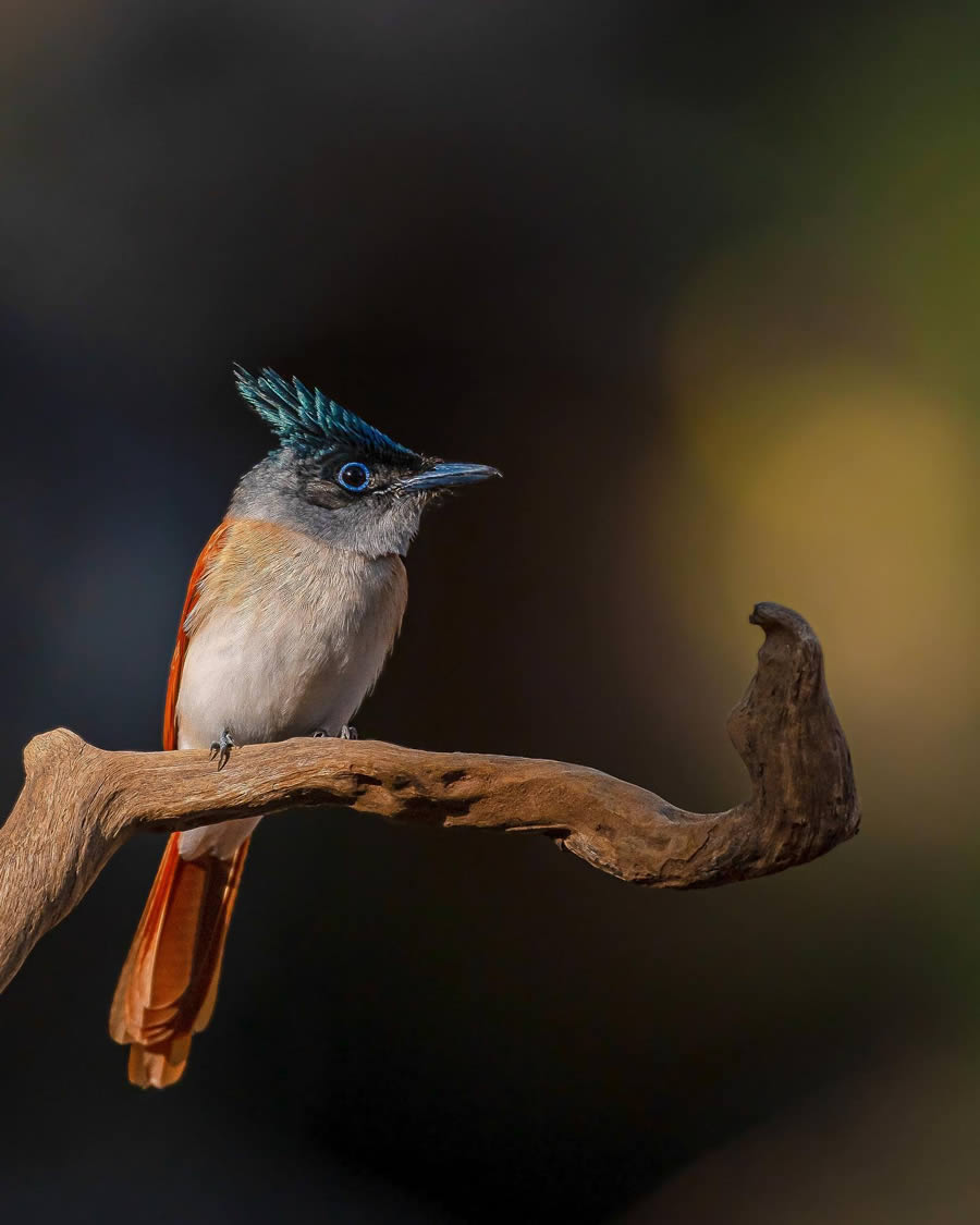 Indian Bird Photography By Ayush Singh