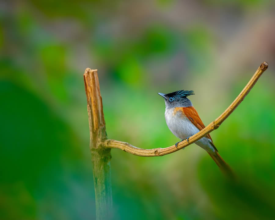 Indian Bird Photography By Ayush Singh