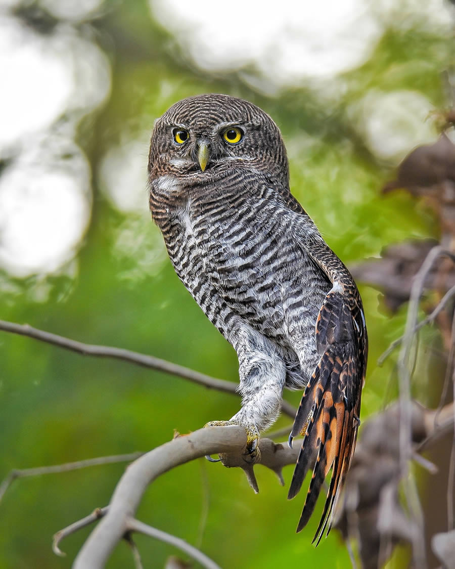 Indian Bird Photography By Ayush Singh