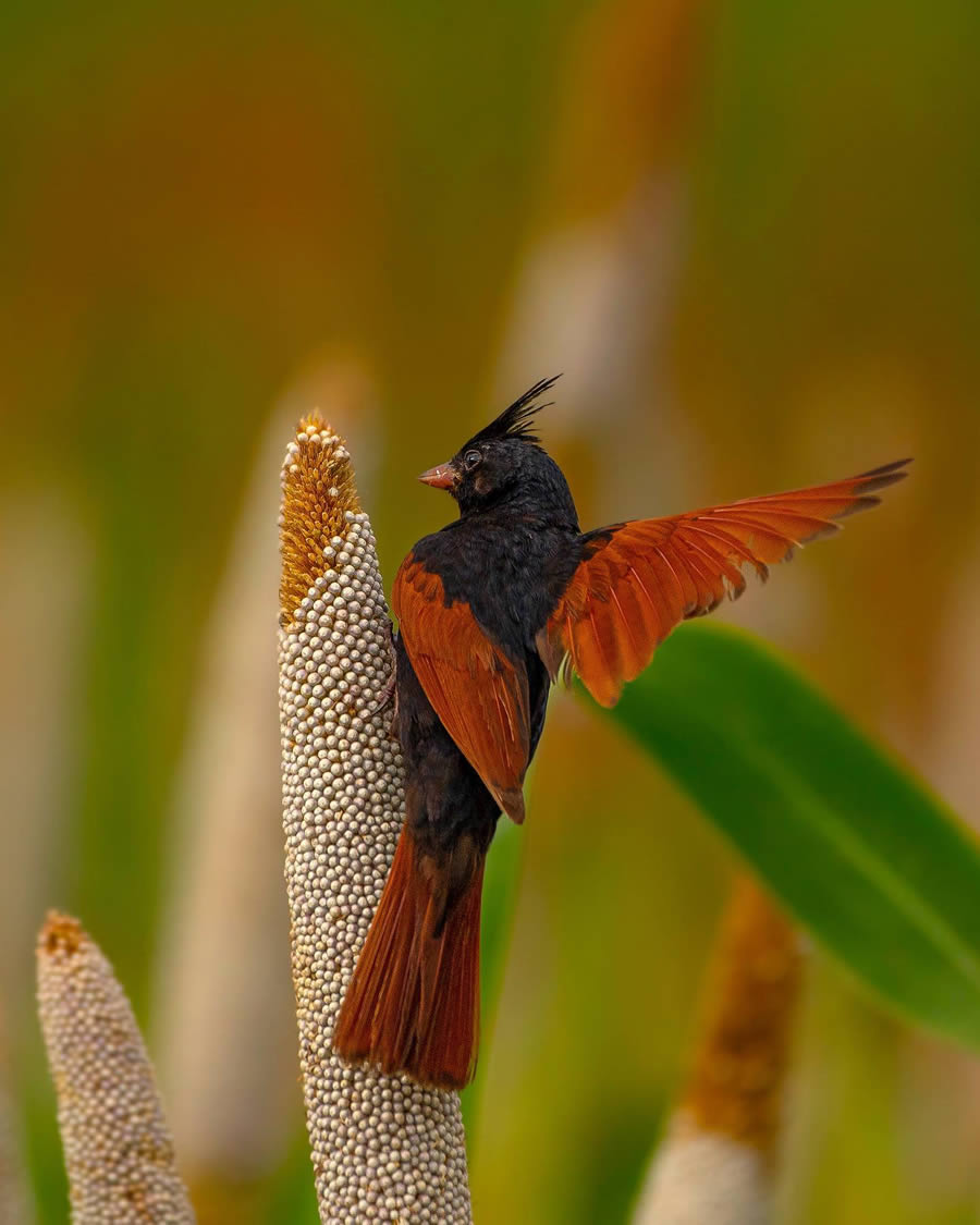 Indian Bird Photography By Ayush Singh