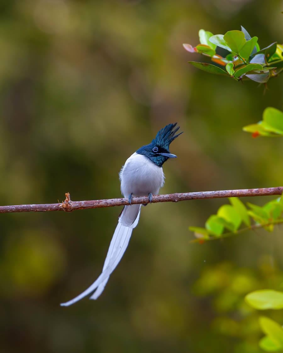 Indian Bird Photography By Ayush Singh