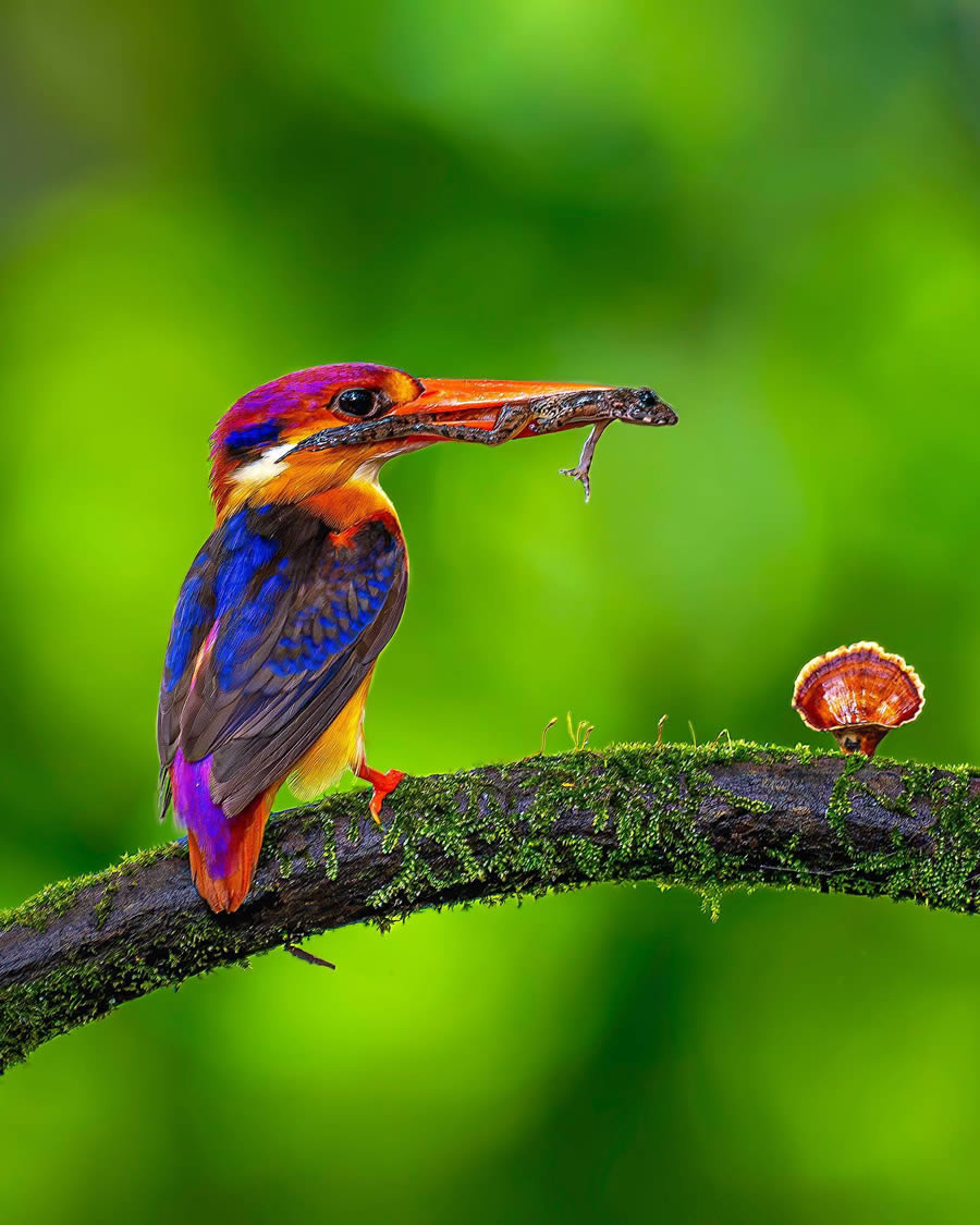 Indian Bird Photography By Ayush Singh