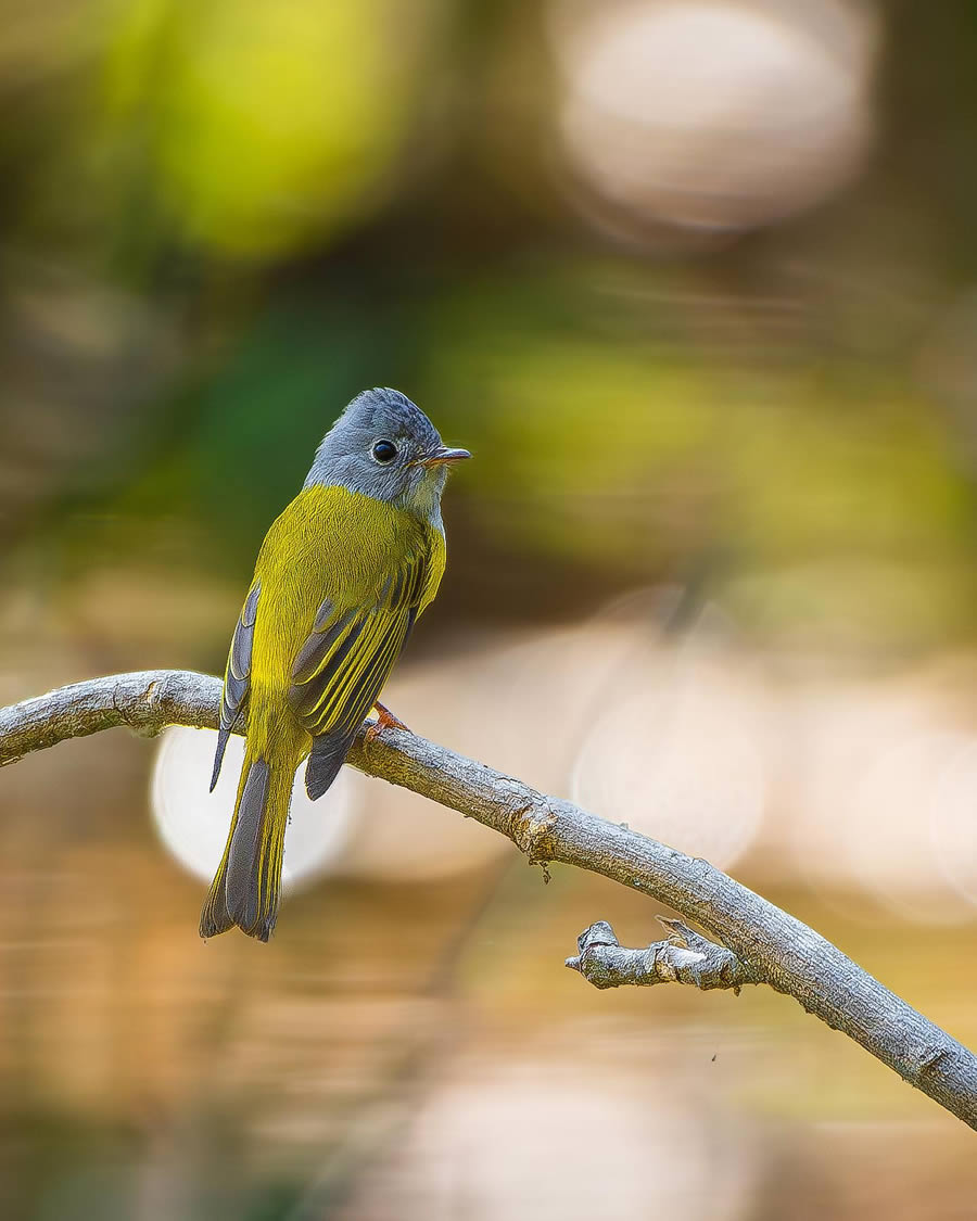 Indian Bird Photography By Ayush Singh