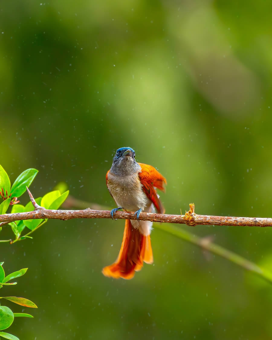 Indian Bird Photography By Ayush Singh