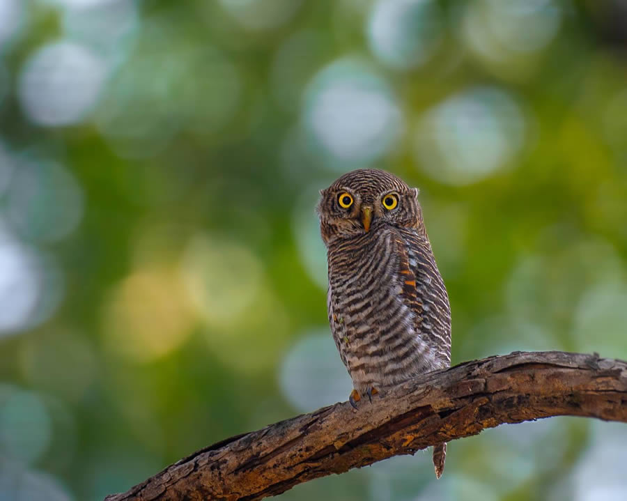 Indian Bird Photography By Ayush Singh