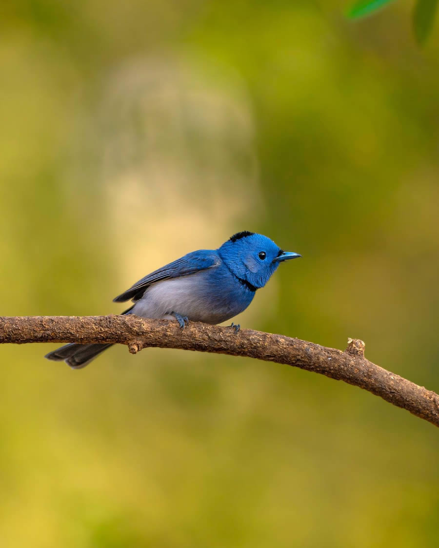 Indian Bird Photography By Ayush Singh