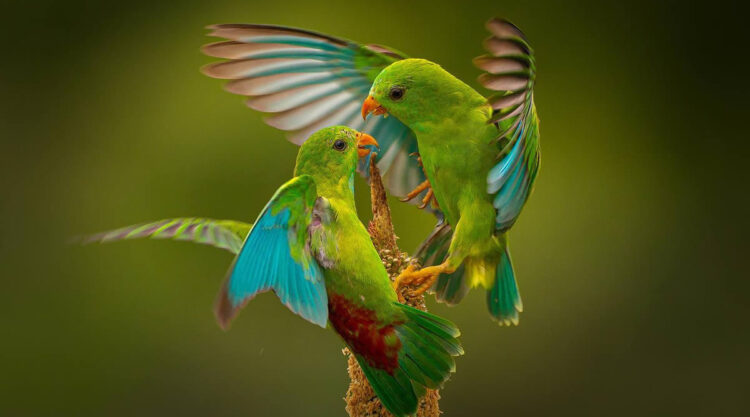 Indian Bird Photography By Ayush Singh