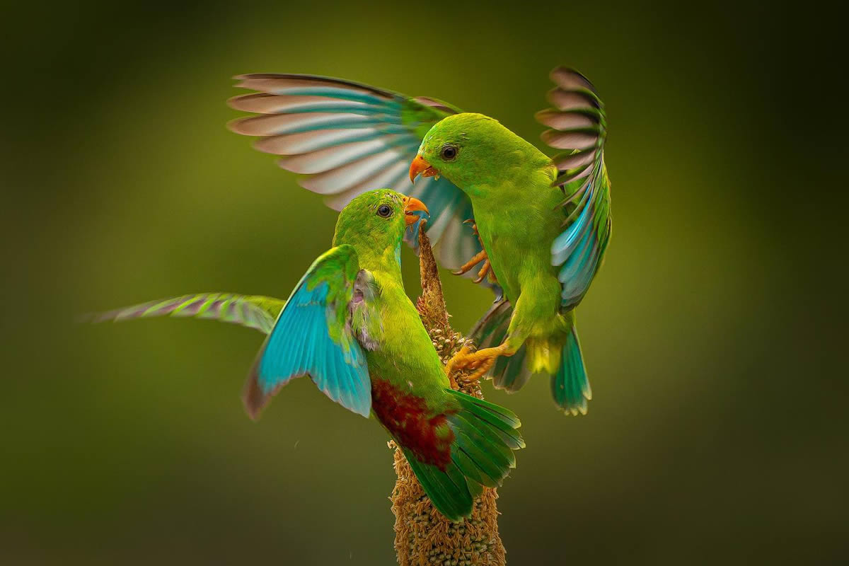 Indian Bird Photography By Ayush Singh