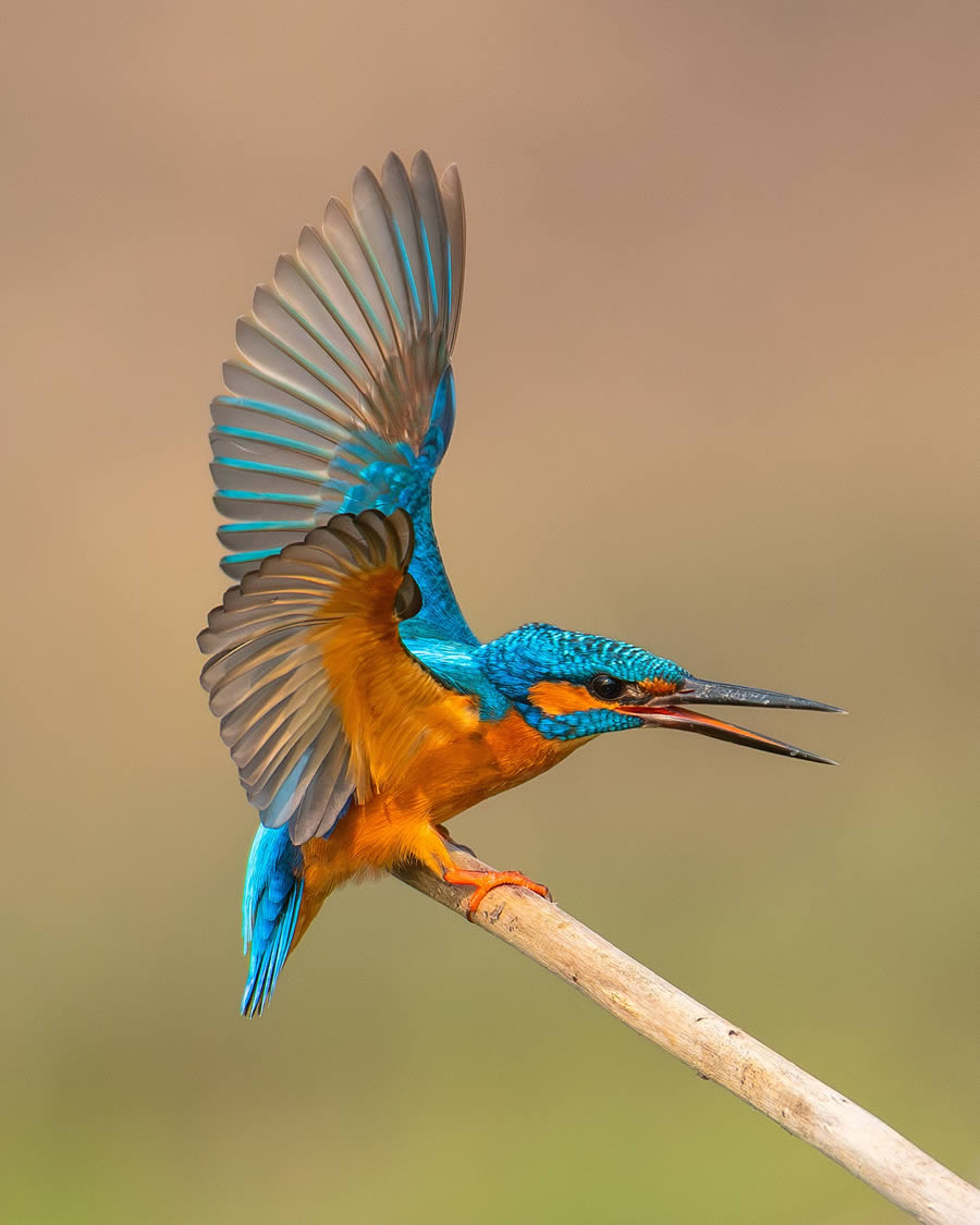 Beautiful Bird Photography By Mainak Halder