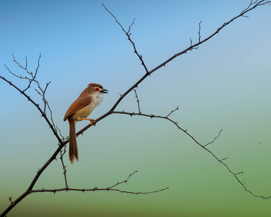 Beautiful Bird Photography By Mainak Halder