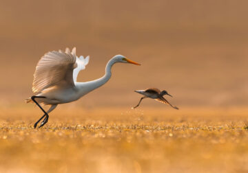 Beautiful Bird Photography By Mainak Halder