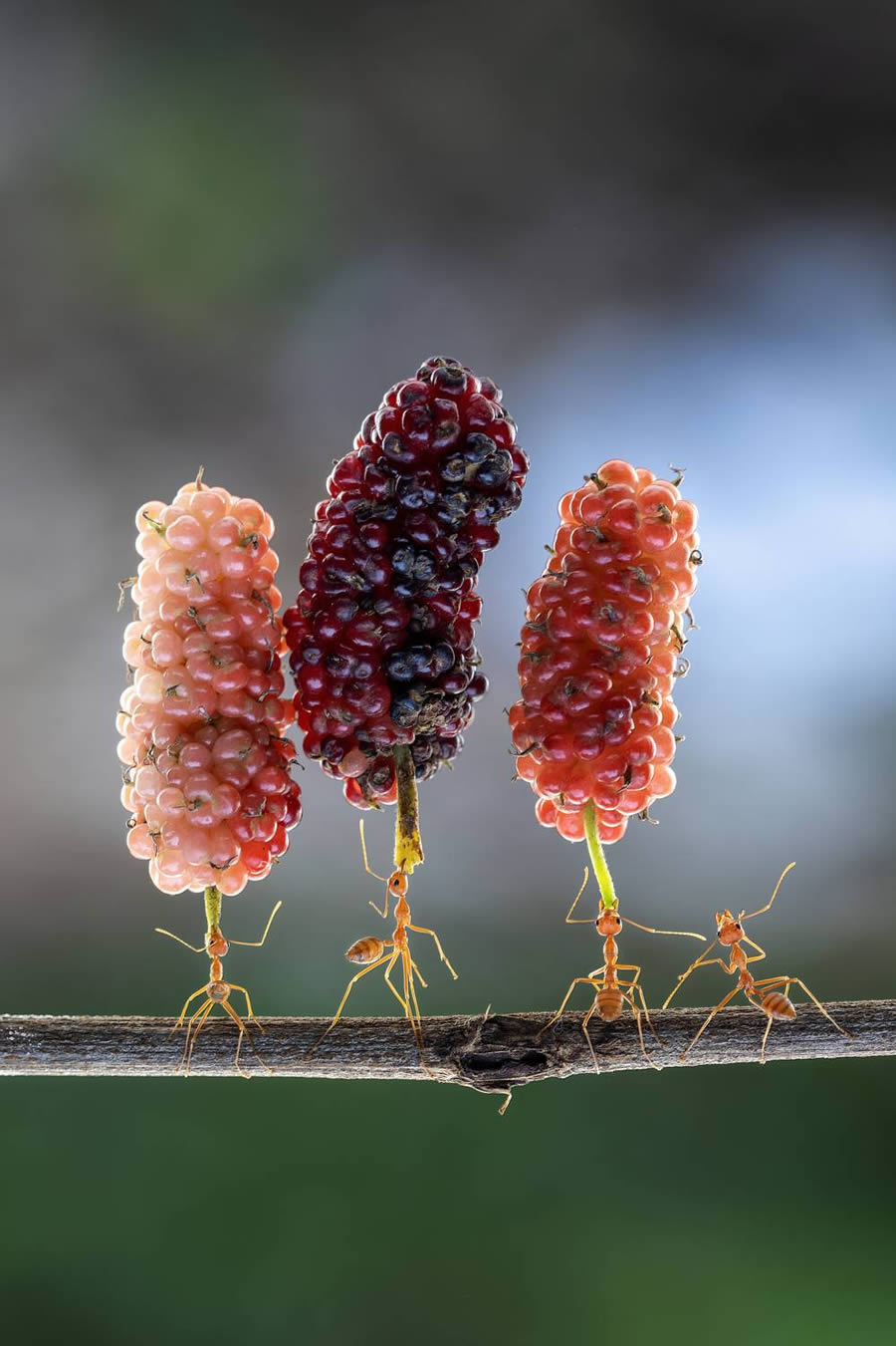 Macro Winning Photos From The 35 Photography Awards