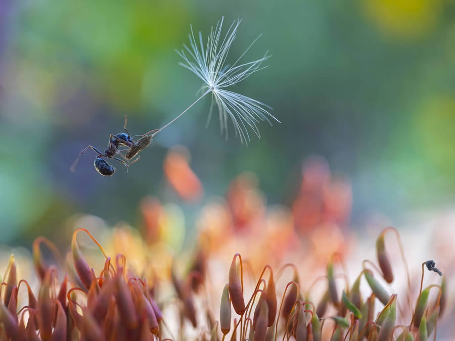 Macro Winning Photos From The 35 Photography Awards